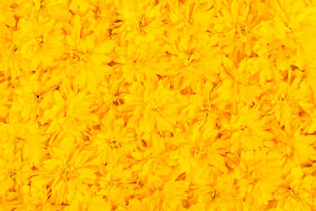 Summer and spring blossoming yellow flowers. Bright floral card. Gardening, botanical, texture and flora concept - beautiful flowers. Yellow floral background.の写真素材