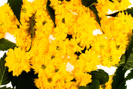 Floral background, frame from yellow flowers and leaves on a white background. Flat lay composition, overhead view. Gardening, texture and flora, easter, spring, summer concept. Bright floral cardの写真素材
