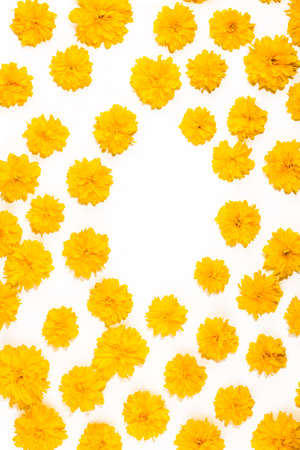 Yellow flowers on isolated white background. Bright floral card. Botany and flora concept. Top view, realistic photo collage, flowers banner, floral pattern for fabrics, wrapping paper or cardsの写真素材