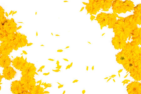 flowers background. Frame and border pattern of bright yellow flowers on white background. Top view, copy space, floral card, floral pattern for fabrics. summer and spring blooming yellow flowersの写真素材