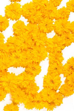 Summer and spring blossoming yellow flowers. Bright floral card. Gardening, botanical, texture and flora concept - beautiful flowers. Yellow floral background.の写真素材