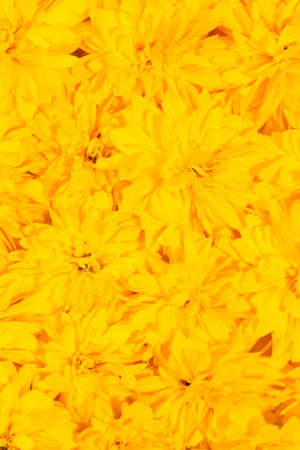 Summer and spring blossoming yellow flowers. Bright floral card. Gardening, botanical, texture and flora concept - beautiful flowers. Yellow floral background.の写真素材