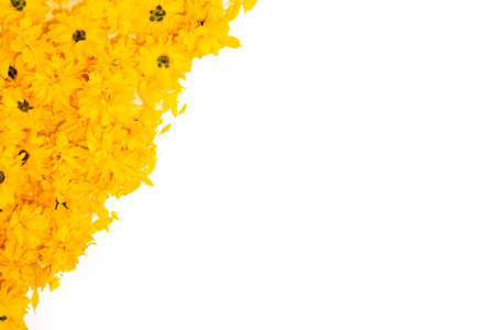 flowers background. Frame and border pattern of bright yellow flowers on white background. Top view, copy space, floral card, floral pattern for fabrics. summer and spring blooming yellow flowersの写真素材