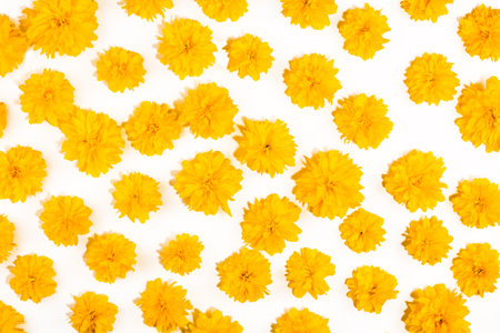 Yellow flowers on isolated white background. Bright floral card. Botany and flora concept. Top view, realistic photo collage, flowers banner, floral pattern for fabrics, wrapping paper or cardsの写真素材