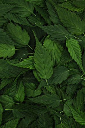 green leaves pattern background. Nature background and wallpaper. Tropical leaf forest layout for creative design elements. Creative layout made from green leaves. Close up, flat lay, top view.の写真素材