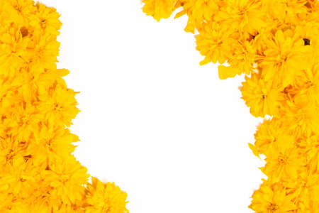 flowers background. Frame and border pattern of bright yellow flowers on white background. Top view, copy space, floral card, floral pattern for fabrics. summer and spring blooming yellow flowersの写真素材