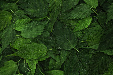 Wet green leaves pattern background with water droplets. Fresh plants wallpaper. Tropical leaf forest layout for creative design elements. creative layout from leaves. Close up, flat lay, top viewの写真素材