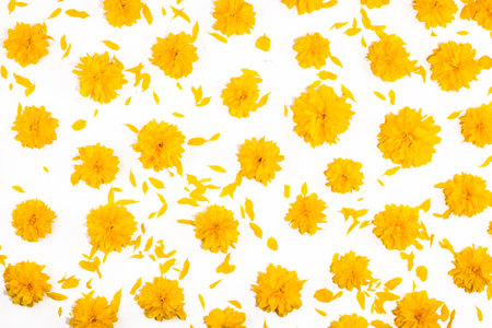 Yellow flowers on isolated white background. Bright floral card. Botany and flora concept. Top view, realistic photo collage, flowers banner, floral pattern for fabrics, wrapping paper or cardsの写真素材