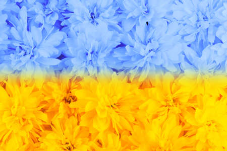 Summer and spring blooming flowers. Abstract flag of Ukraine. Bright floral card. Gardening, botanical, texture and flora concept - beautiful flowers. Yellow-blue floral background.の写真素材
