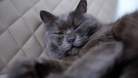 Lazy British Short Hair cat stretches while napping on a couch in a flat where a beige leather can...
