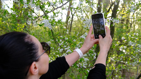 A woman is making a photo of a blossoming tree on the phone. spring fruit trees with wonderful...