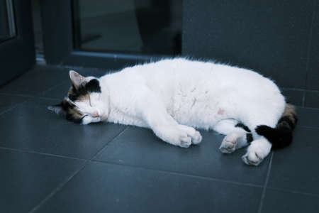 Humours photo of lazy cat. Cat sleeping in the street.の写真素材