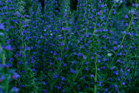 Echium vulgare flowers with Bumble Bee, beautiful blue flowers in dark backgroundの写真素材