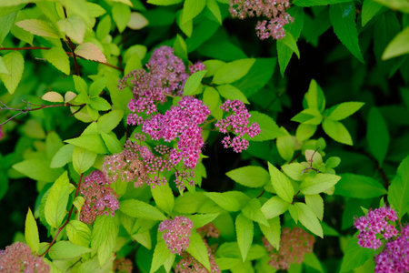 Pink flowers of a spirea Japanese Spiraea japonica.の写真素材