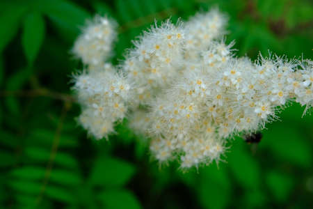 Flowering mountain ash with white flowers and greenery in summer.の写真素材