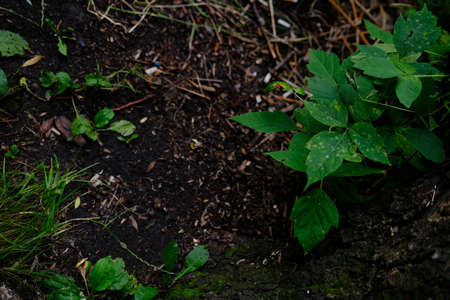Earth ground covered with compost mulch fragment as a texture background.の写真素材