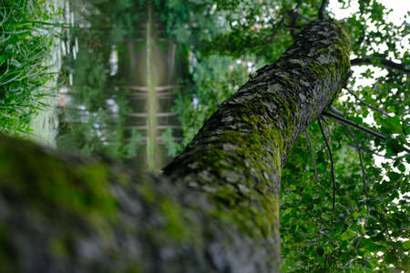 Close up the old bark on big tree with branch and leaf.の写真素材