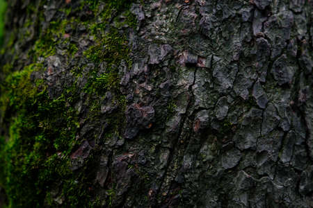 the bark of the tree with some mossの写真素材