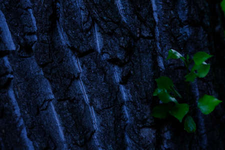 Young branch with leaves grow right through the bark of the tree. New begining conceptの写真素材