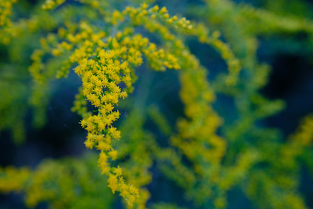 Buquets Ragweed bushes, Ambrosia artemisiifolia and Solidago, goldenrods in wooden boards. Dangerous...
