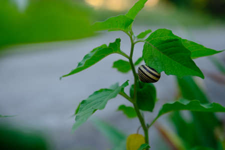 snail crawls on a physalis branch on suny day.の写真素材