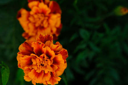 Marigolds in the flowerbed bloomed beautifully. Bright flowers on a green background.の写真素材