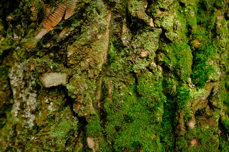 green bark background with moss on the bark.