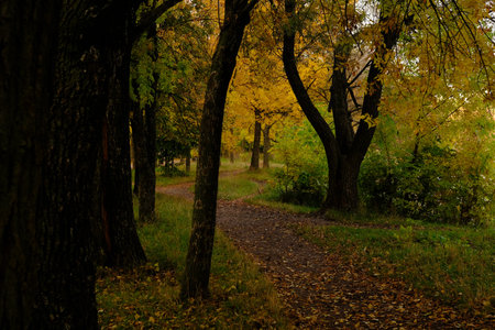 Colorful trees with pathway in autumn landscape in deep forest. The autumn colors in the forest...