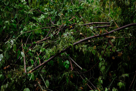 brocken branches with green leafs after the hard rain in the forest.の写真素材