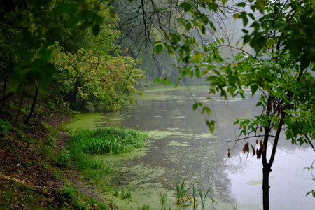 Foggy morning on a lake with green trees.の写真素材