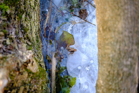 the ice between wood, air under ice bubbles, abstract seasonal winter cold background outside nature. Winter scene landscape.の写真素材