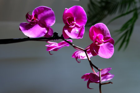 Macro of purple orchid flower, Pink phalaenopsis moth orchid close-up. Spring and summer nature background, postcard design, wallpaperの写真素材