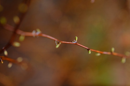 Blured Green buds on branches in spring. Nature and blooming in spring time. Bokeh light background.
