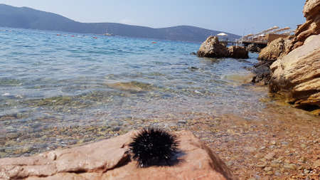 Sea Urchin on background sea and mountainsの写真素材