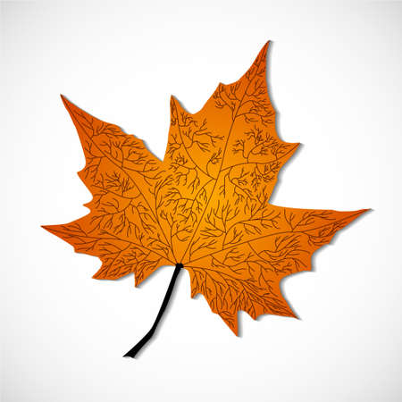 Autumn maple leaf on white background. Vector illustrationのイラスト素材