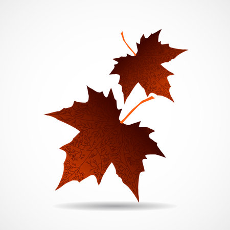 Autumn maple leaves on white background. Vector illustrationのイラスト素材