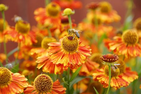 Orange wildflowersの写真素材