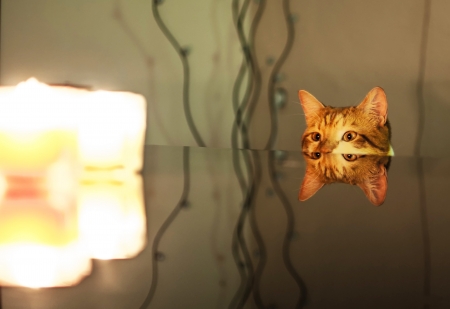 Cat and candlesの写真素材