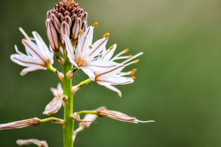 Common Asphodelの写真素材