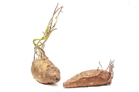 Sweet potato with seedlings on white backgroundの写真素材