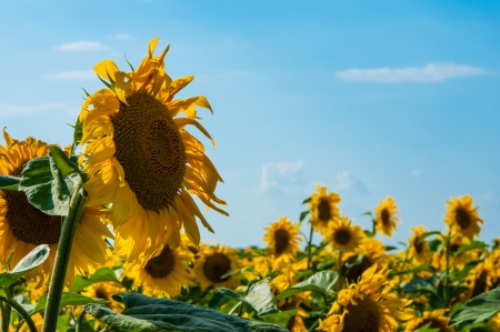 Sunflowers in a field and a blue skyの写真素材