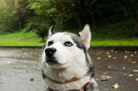 Siberian husky in the parkの写真素材