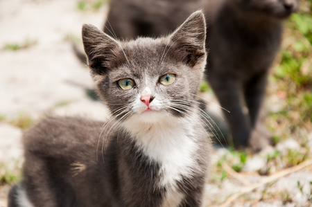 Little, homeless kittyの写真素材