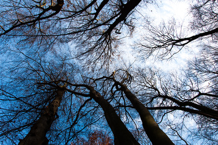 Dark treetops with blue sky on a backgroundの写真素材