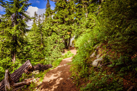 Narrow footpath in evergreen forest