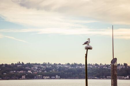 Seagull sitting on the street light pillar in the bay area of Seattleの写真素材