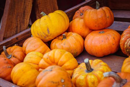 Spectacular pumpkin colors on pumpkin festivalの写真素材