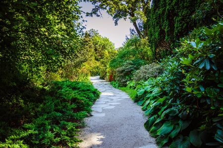 Narrow footpath in the green park in summerの写真素材