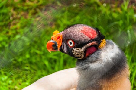 Very close shot of king vulture with red hat and yellow noseの写真素材