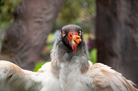 Very close shot of a king vulture birdの写真素材